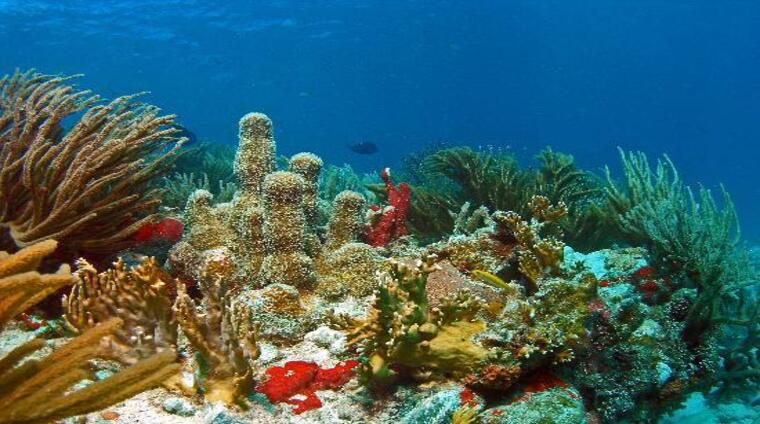 CARLOS ROSARIO REEF – CULEBRA