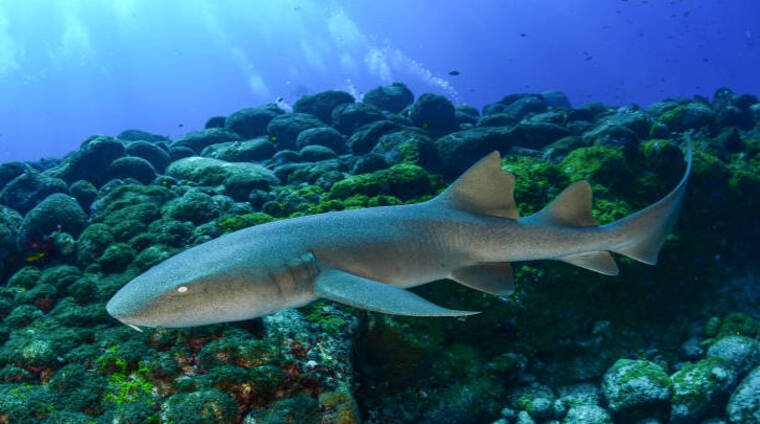 SAND SLIDE REEF