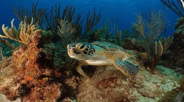 CAYO DIABLO - TURTLE TOWN